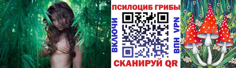 наркотики  Ухта  Псилоцибиновые грибы Psilocybe 